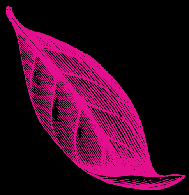 image d'une feuille