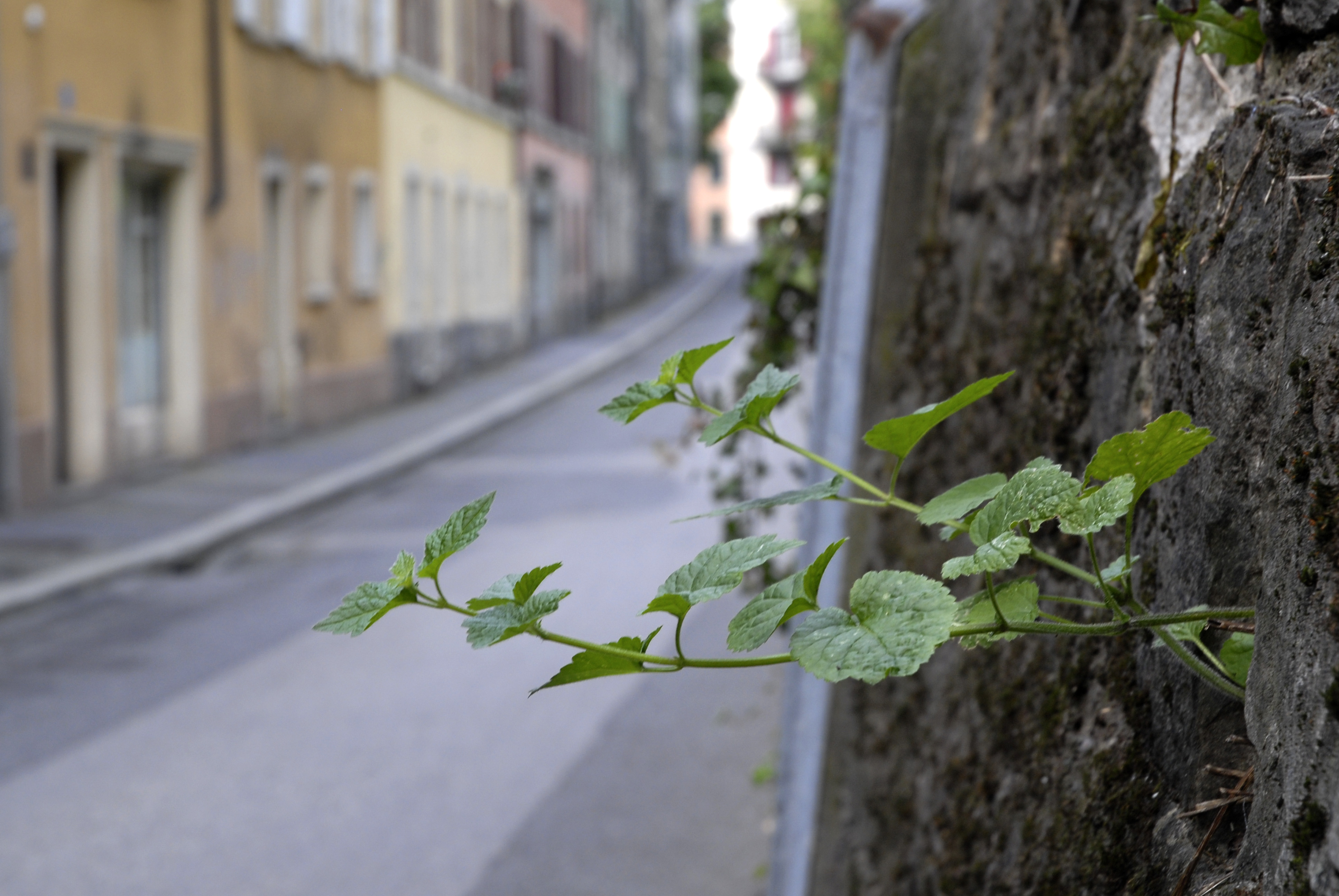 5-Vallon (Photo L. Baud)